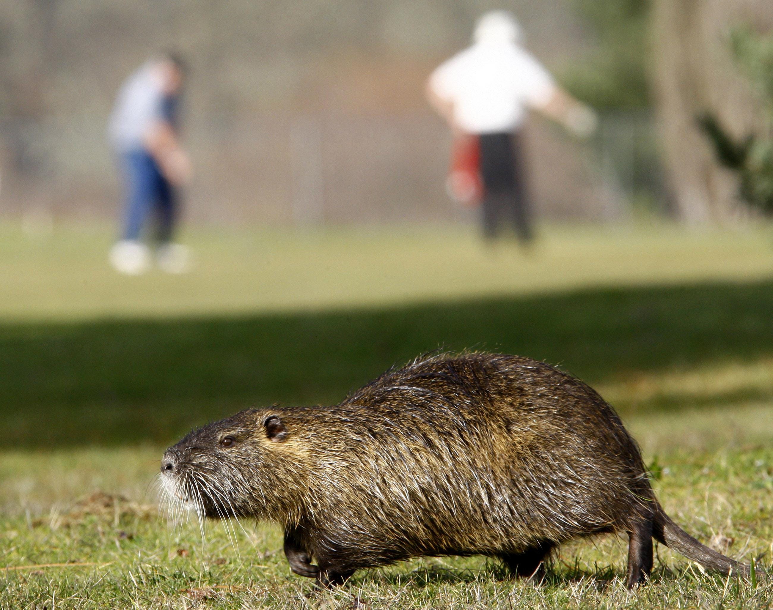 stuffed nutria